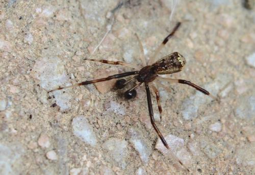 Episinus truncatus